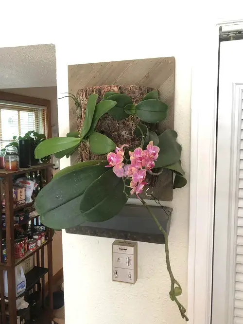 Orchids Arrangements Ideas 3