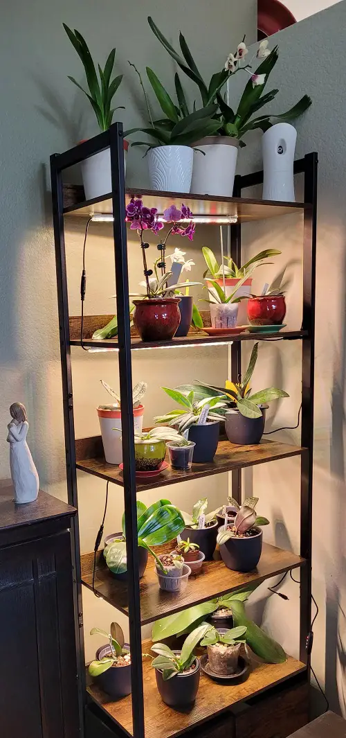 orchids On The Shelf