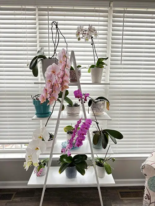 Best Spots To Grow Orchids