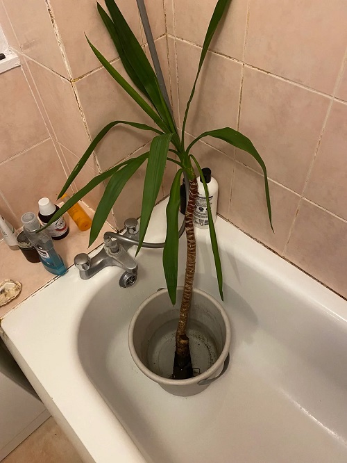 Trending Plants in water in bathroom ideas 3