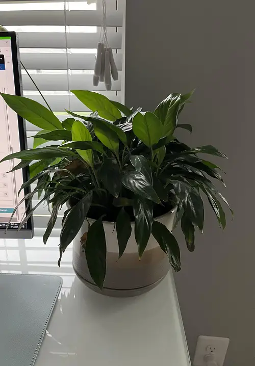 peace lily near work from office setup