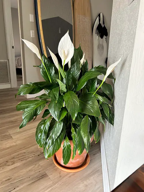 Always Keep Your Peace Lilies at These Spots for Best Growth 1