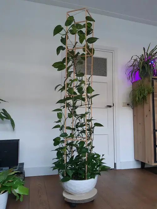 DIY Indoor Trellis Ideas 4