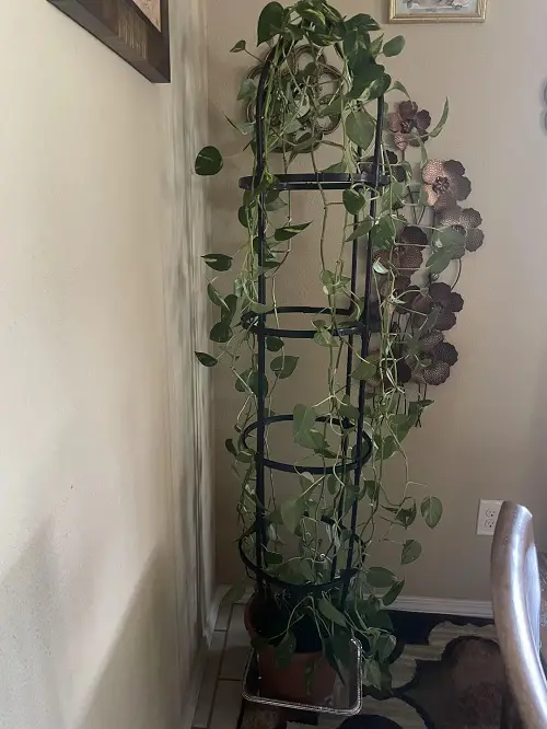 Monstera Trellis Indoor