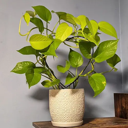 Pothos Trellis Indoor 3