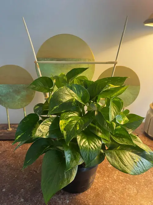 Pothos Trellis Indoor 6