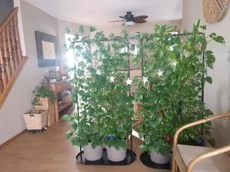 DIY Indoor Trellis Ideas