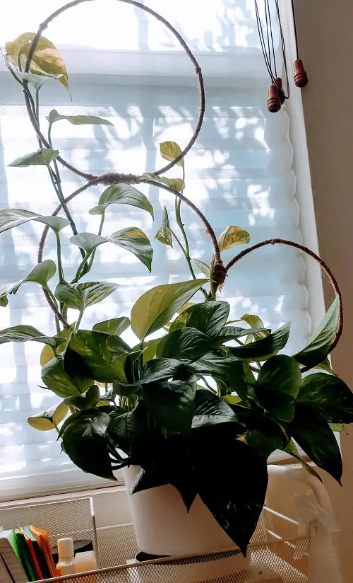 Trellis Ideas for Indoor Climbers Like Monstera & Pothos 4