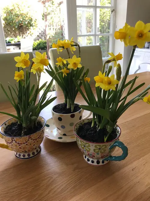 Best Ways to Showcase Tulips and Daffodils 4