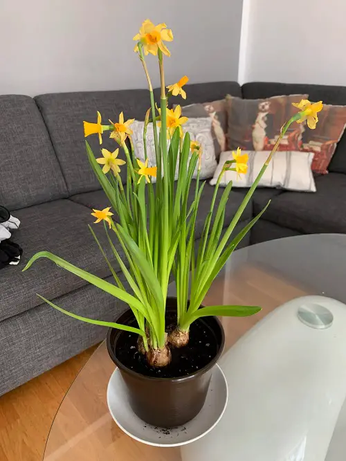 Best Ways to Showcase Tulips and Daffodils 2