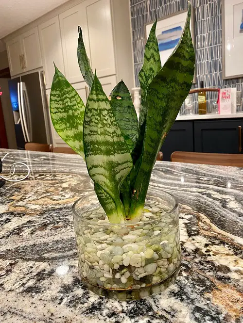 display Snake Plants 2