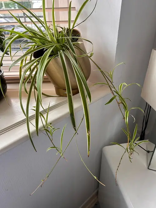Tilt your plant Pot