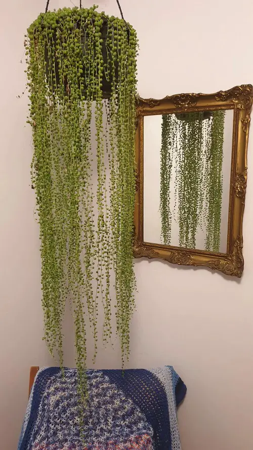 beautiful Succulents For Hanging Baskets 5