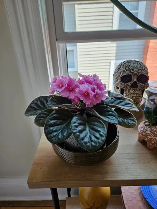 Keeps the Plant Visually Attractive