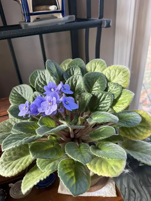 Stabilizes the Plant for Beneath