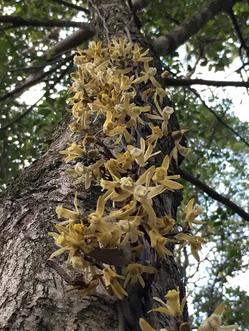 Best Climbing Orchids 1