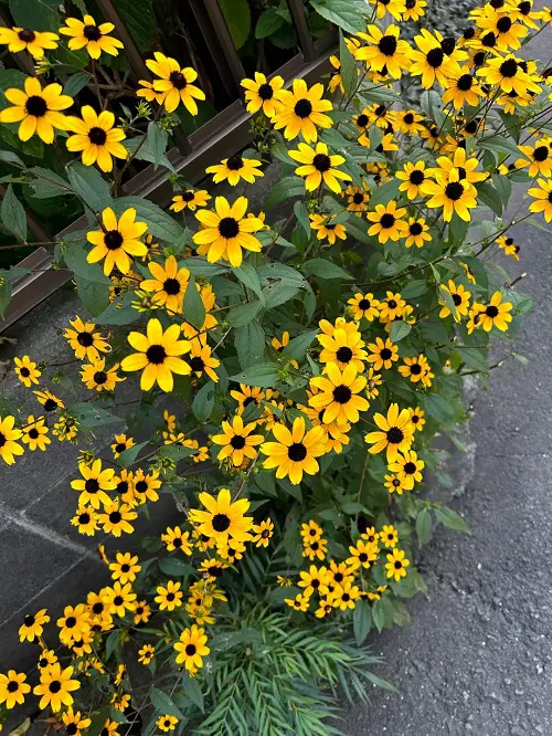 Beautiful flower plants