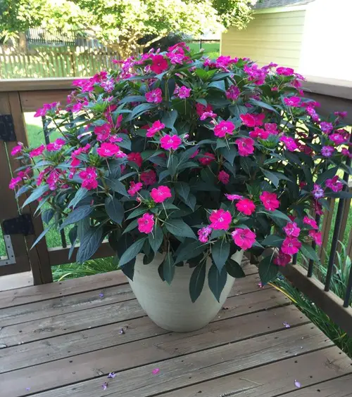 How To Grow Bushier and Bigger Impatiens