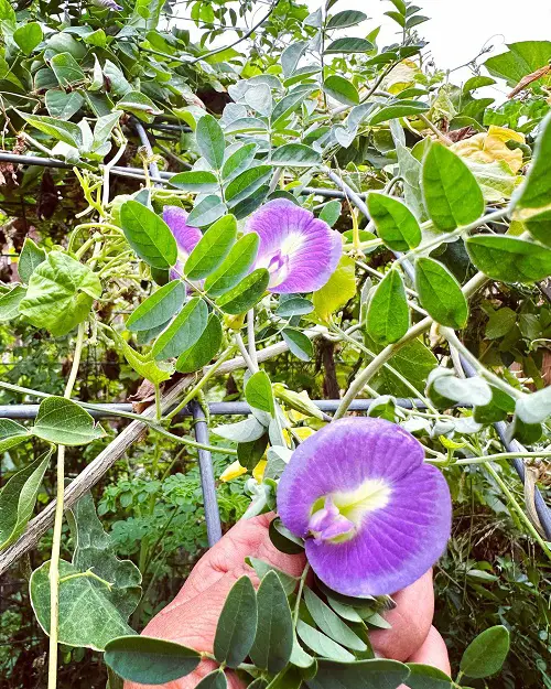 Butterfly Pea
