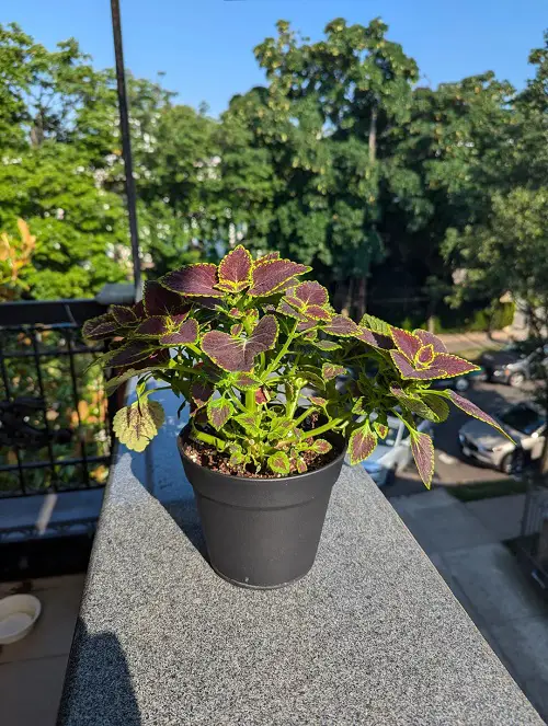 Best Spots To Keep Coleus In Home And Garden 3