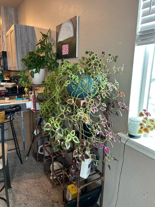 Best Spots To Keep Coleus In Home And Garden 1