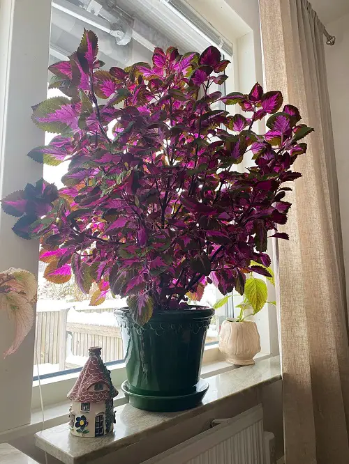Best Spots To Keep Coleus In Home And Garden 2