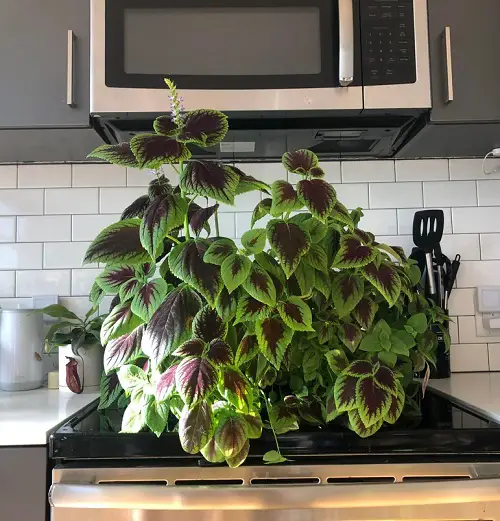 Coleus In Kitchen Counter