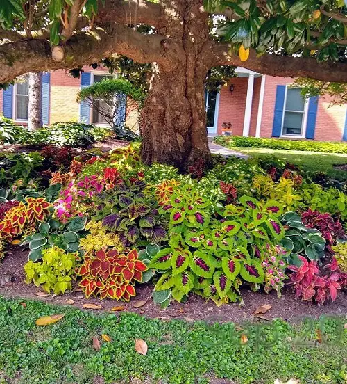 Coleus In Garden