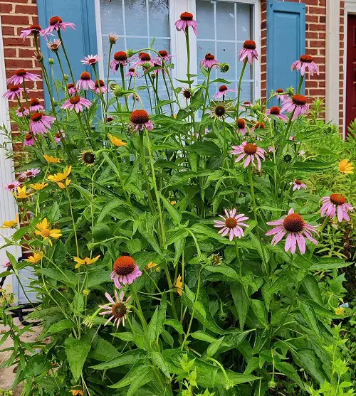 Perennial Seeds You Should Start in March for Stunning Blooms 3