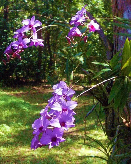 indoor Climbing Orchids 2