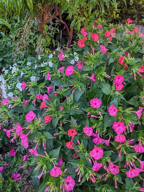 Beautiful Flowering Plants