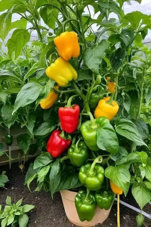 One Month Before Harvesting Peppers Do This To Boost Flavor And Heat
