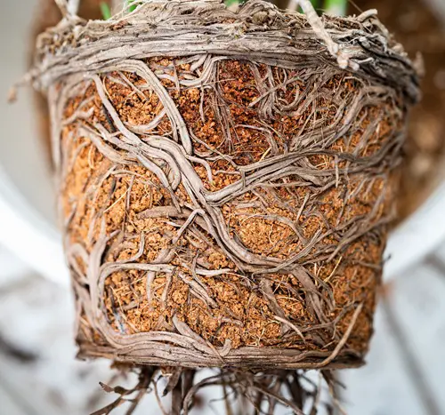 Keeping It Slightly Root Bound