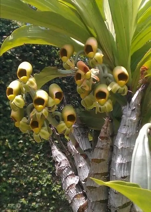 indoor Climbing Orchids 3
