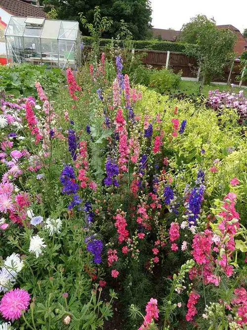 Larkspur flower in garden
