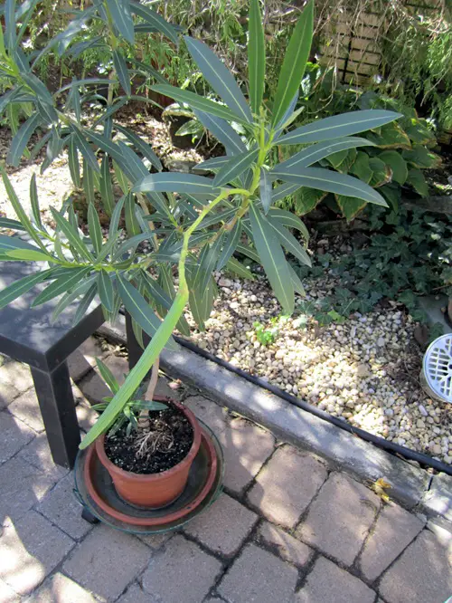 Use Poor, Well-Draining Soil