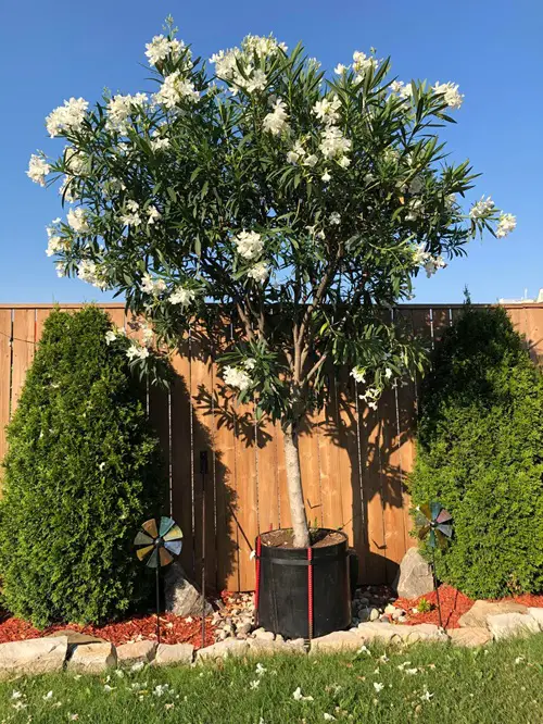 Growing in Full Sun