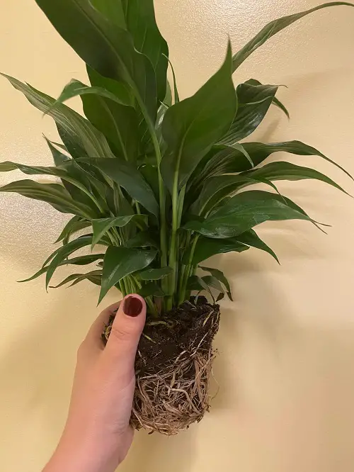 Big Peace Lily Indoor