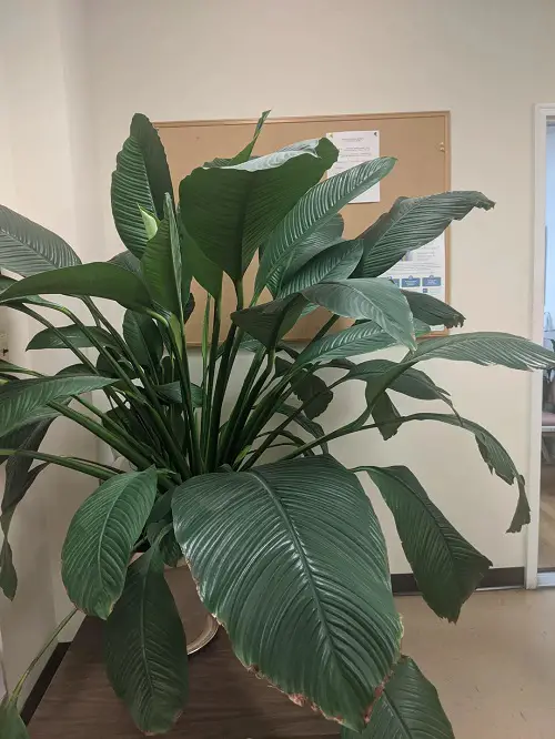 How To Grow Big and Tall Peace Lily Like Never Before 2
