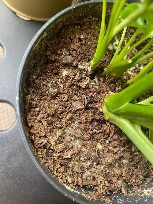 Peace Lily dry soil