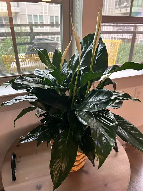 How To Grow Big and Tall Peace Lily Like Never Before 3