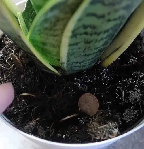 Why People Are Burying Pennies in Snake Plant Soil—A Hidden Gardening Trick 1