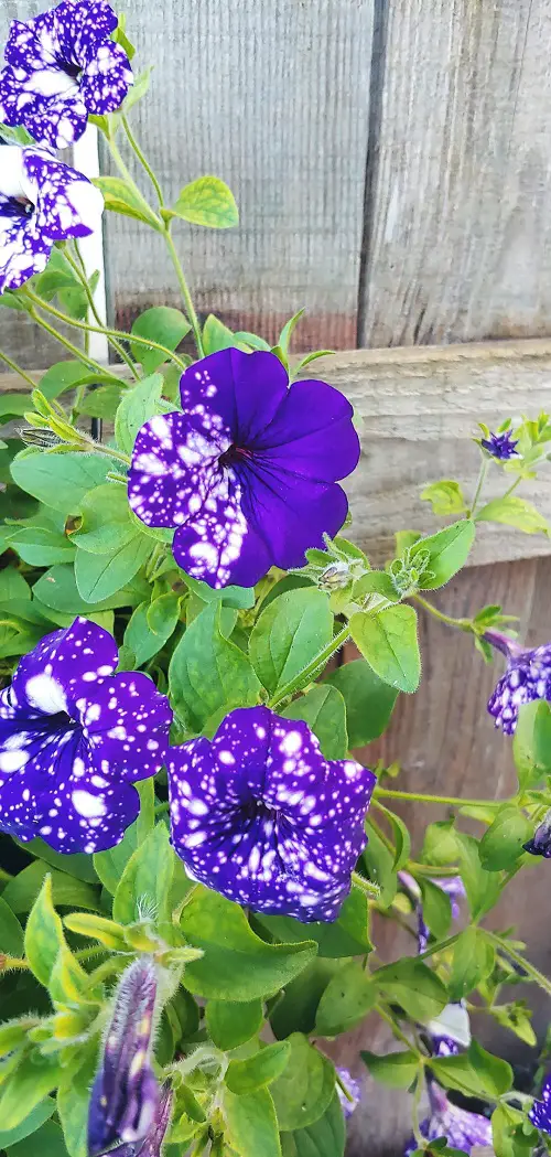 Beautiful Flowering Plants 2