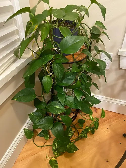 Pothos