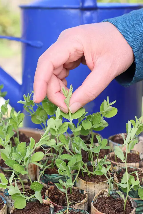 seedling in garden