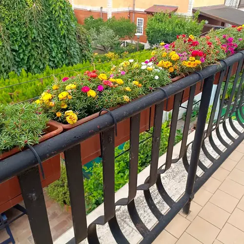 portulaca balcony garden