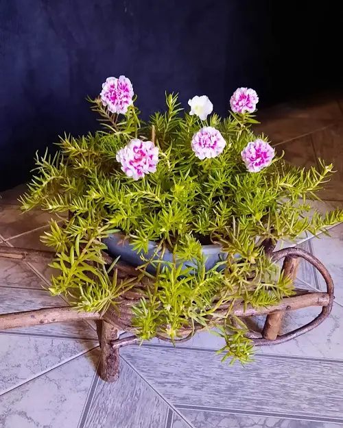 Portulaca planter