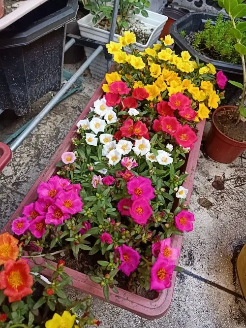 portulaca in a big rectangular planter