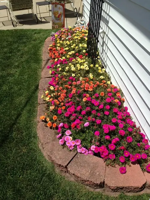 Portulaca flower bed border ideas