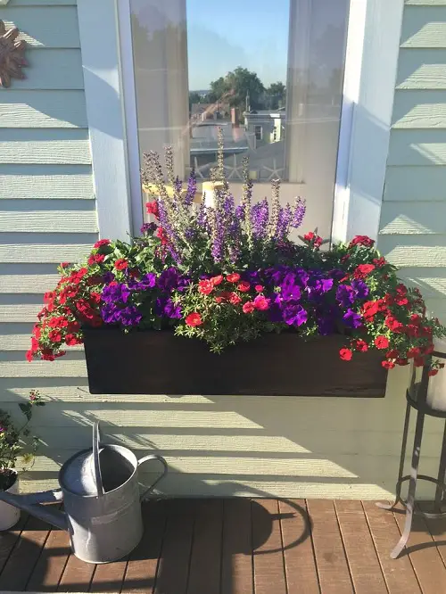 portulaca in window box planter